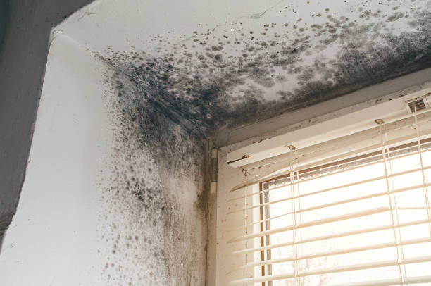 Trusted Mold Testing service in Trenton, MI - Cheap Mold Removal